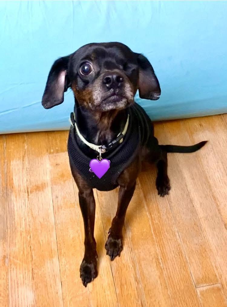 Mr. Buttons, Adoptable, Adult Male Beagle & Miniature Pinscher.
