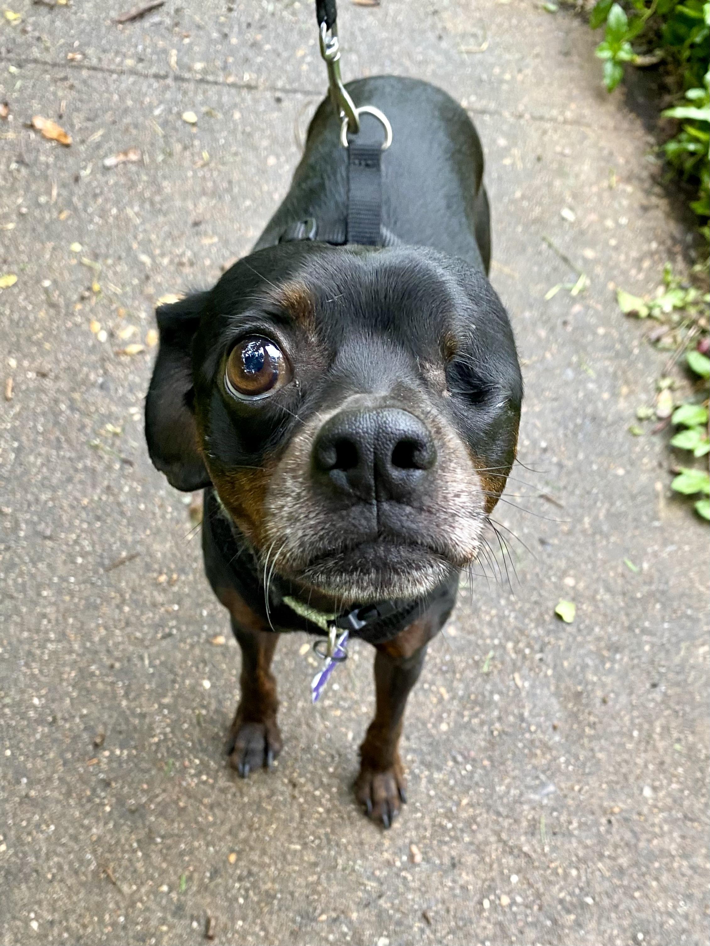 Mr. Buttons Miniature Pinscher Dog