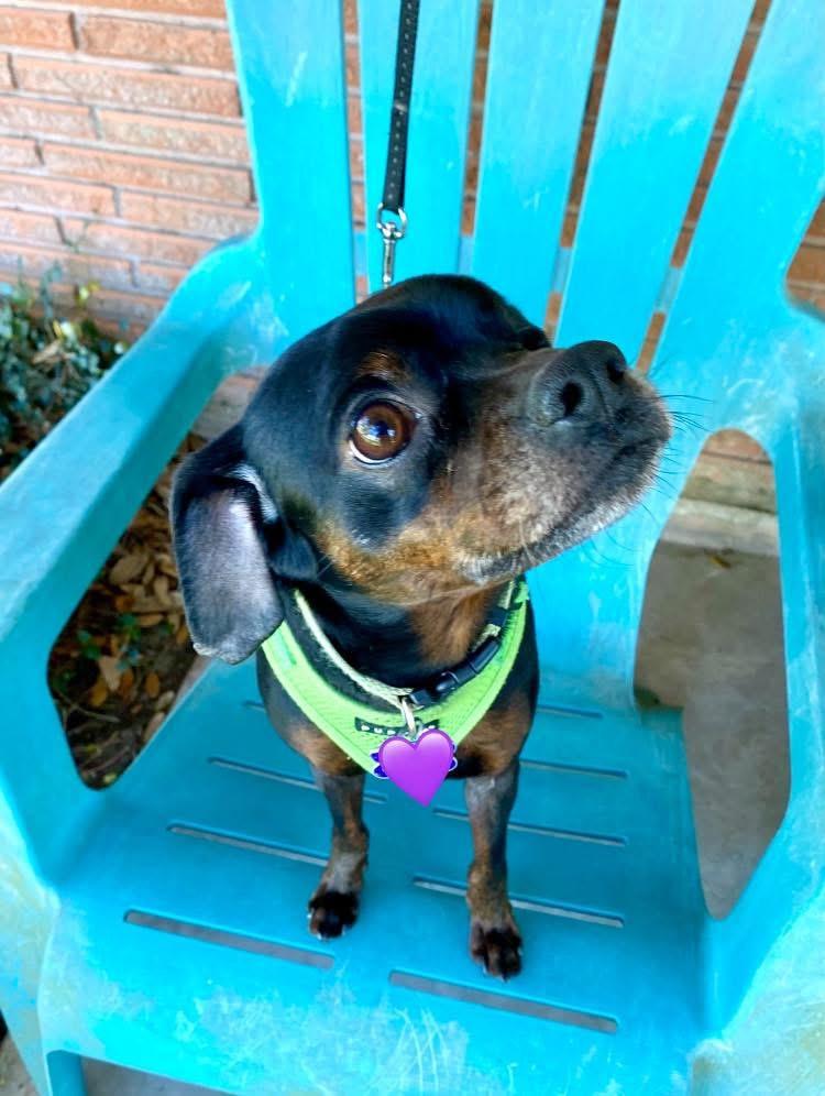 Enlarge Mr. Buttons, a Adoptable mixed breed in Houston, TX image 1/6