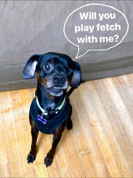 Mr. Buttons, a Adoptable mixed breed in Houston, TX image 2/6