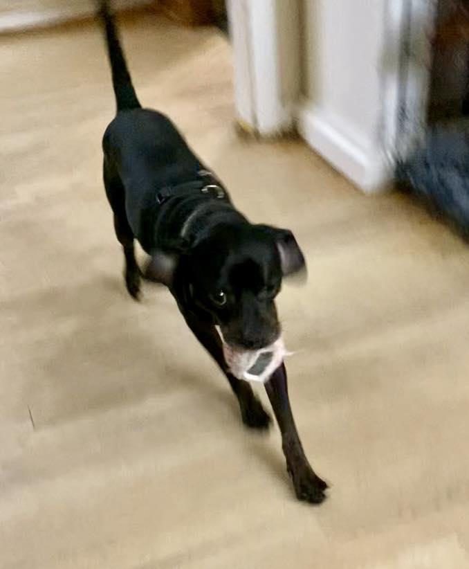 Mr. Buttons, a Adoptable mixed breed in Houston, TX image 6/6