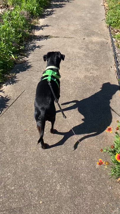 Enlarge Mr. Buttons, a Adoptable mixed breed in Houston, TX video 6/6