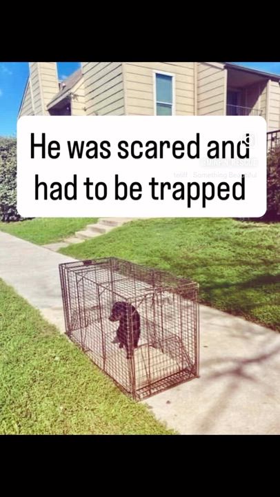 Enlarge Mr. Buttons, a Adoptable mixed breed in Houston, TX video 4/6