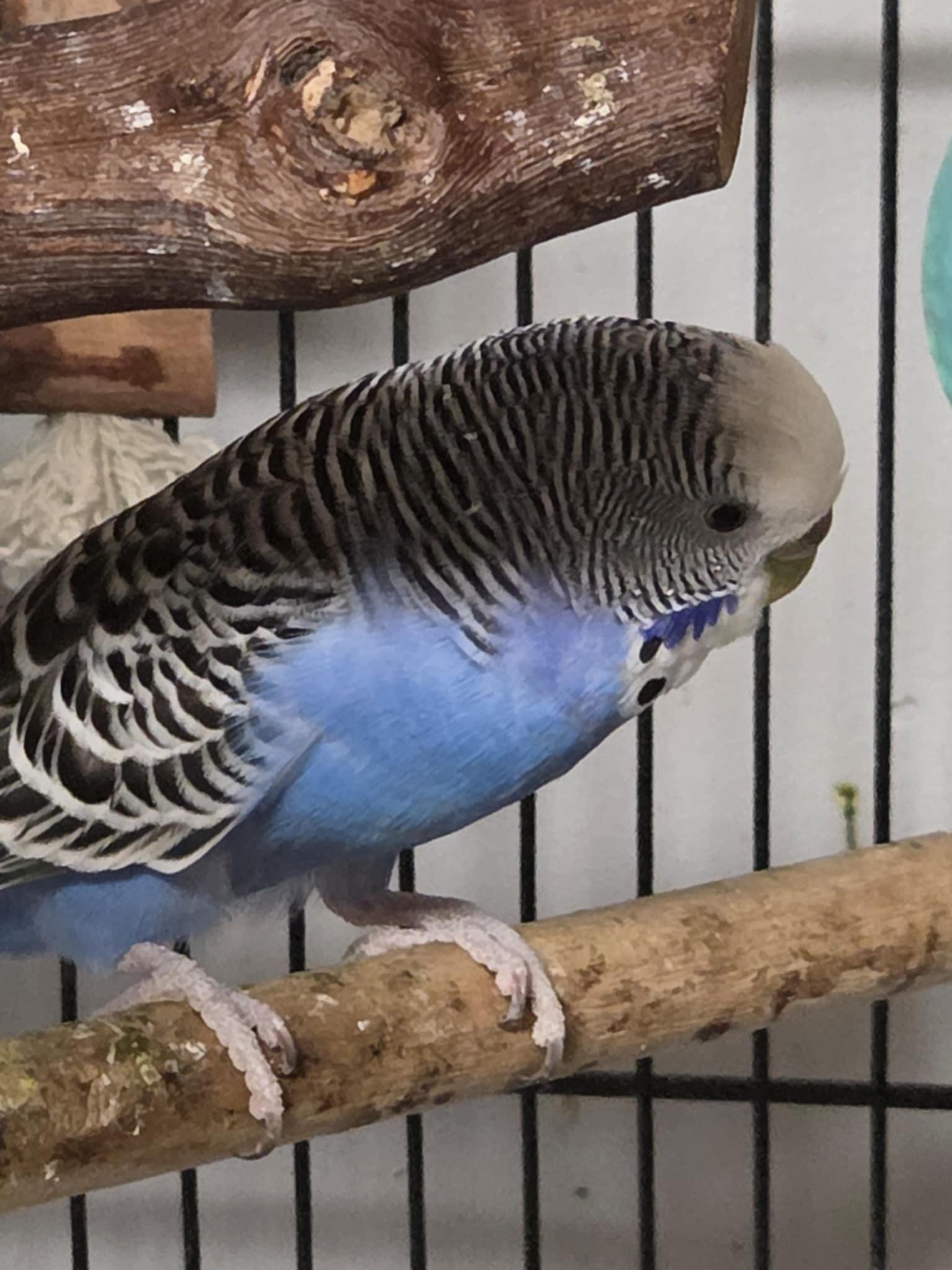 Bubbles, Adoptable, Adult Female Parakeet (Other).