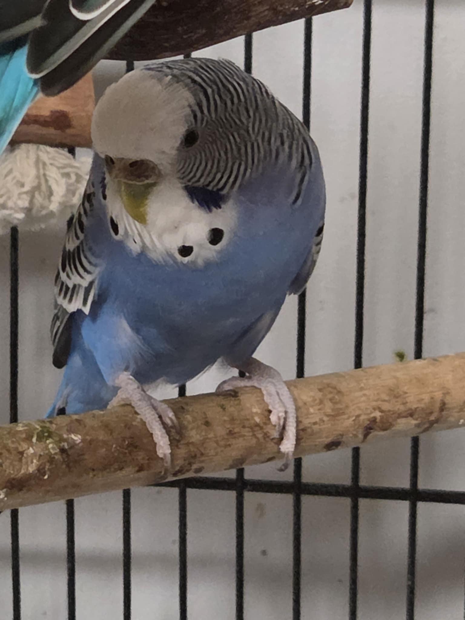 Enlarge Bubbles, a Adoptable Parakeet (Other) in Indian Trail, NC image 2/2
