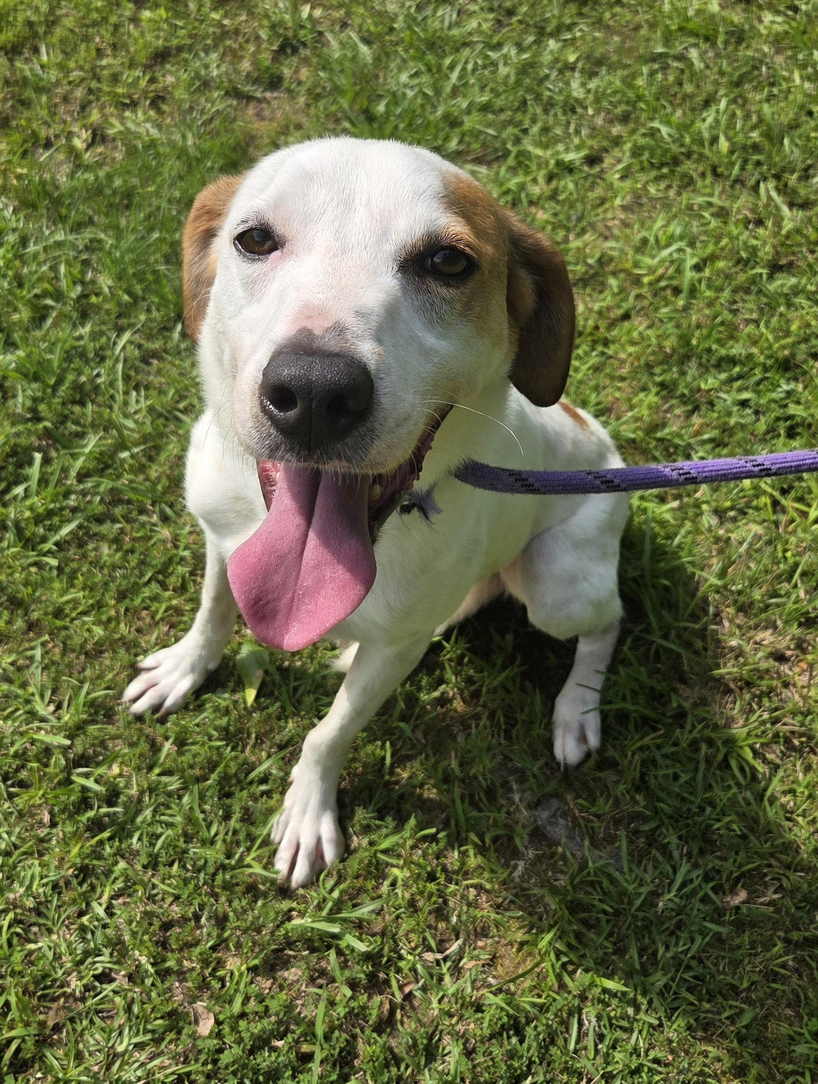 DJ, Adoptable, Adult Male Greyhound & Labrador Retriever.