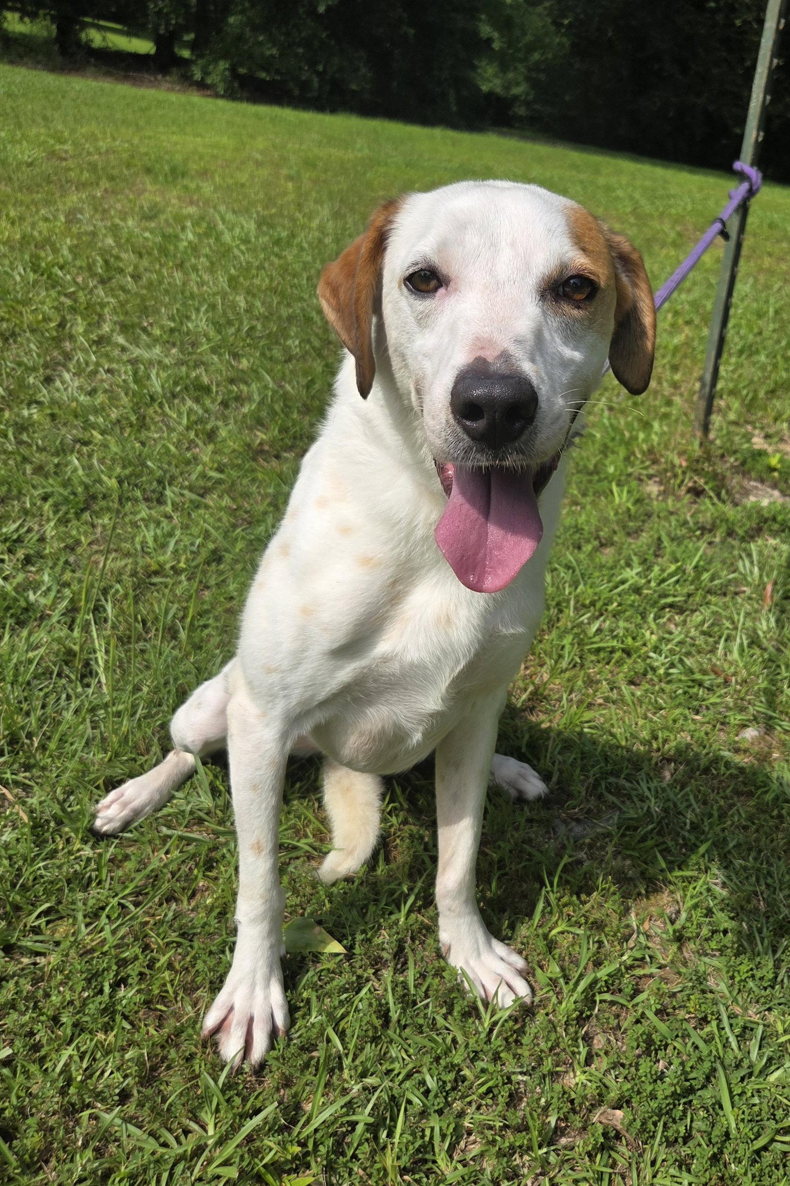 DJ, a Adoptable mixed breed in Attalla, AL image 2/3