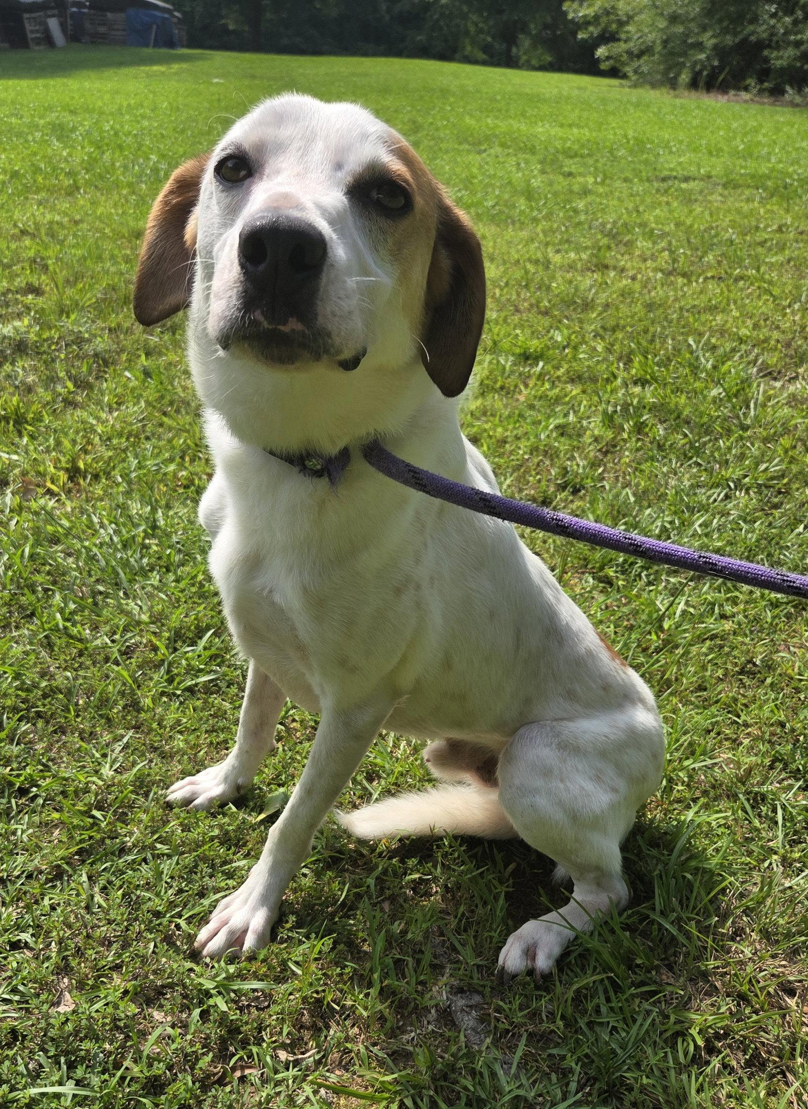 DJ, a Adoptable mixed breed in Attalla, AL image 3/3
