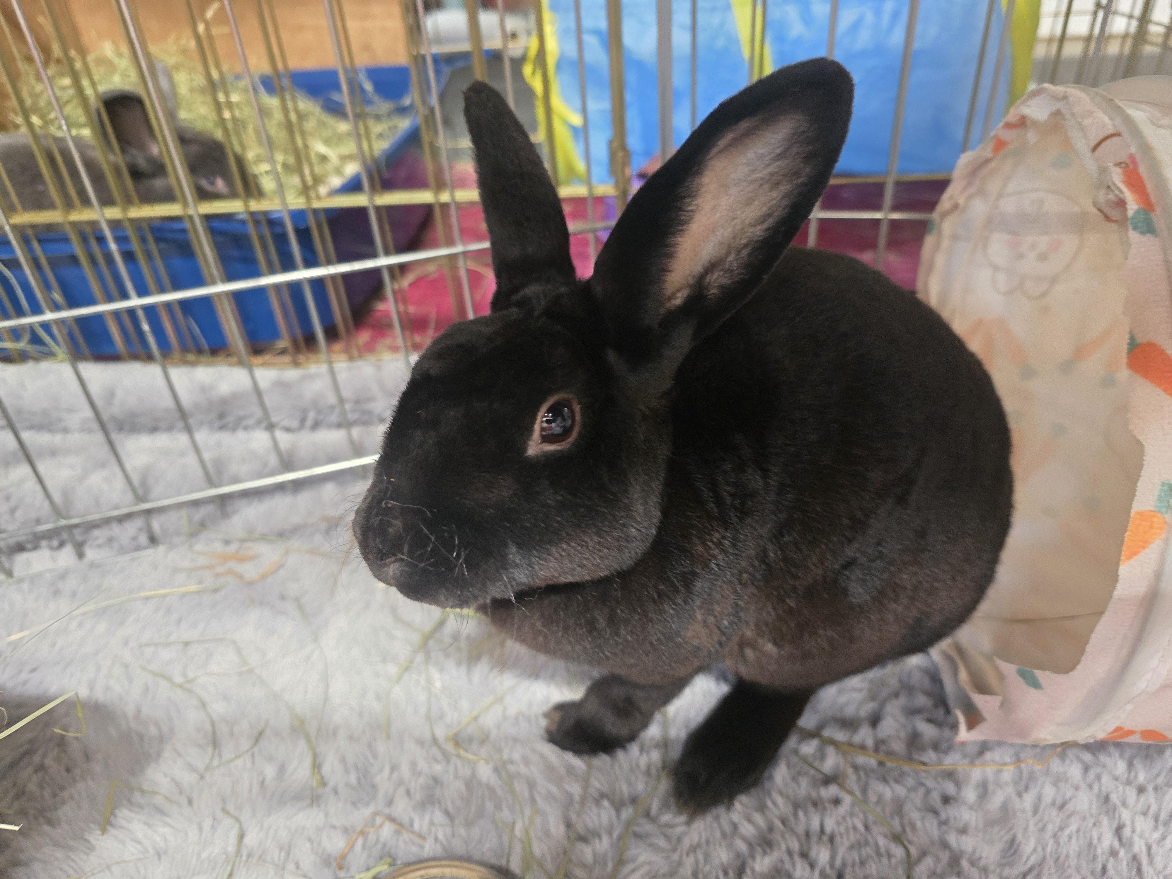 Marco, Adoptable, Adult Male Mini Rex.
