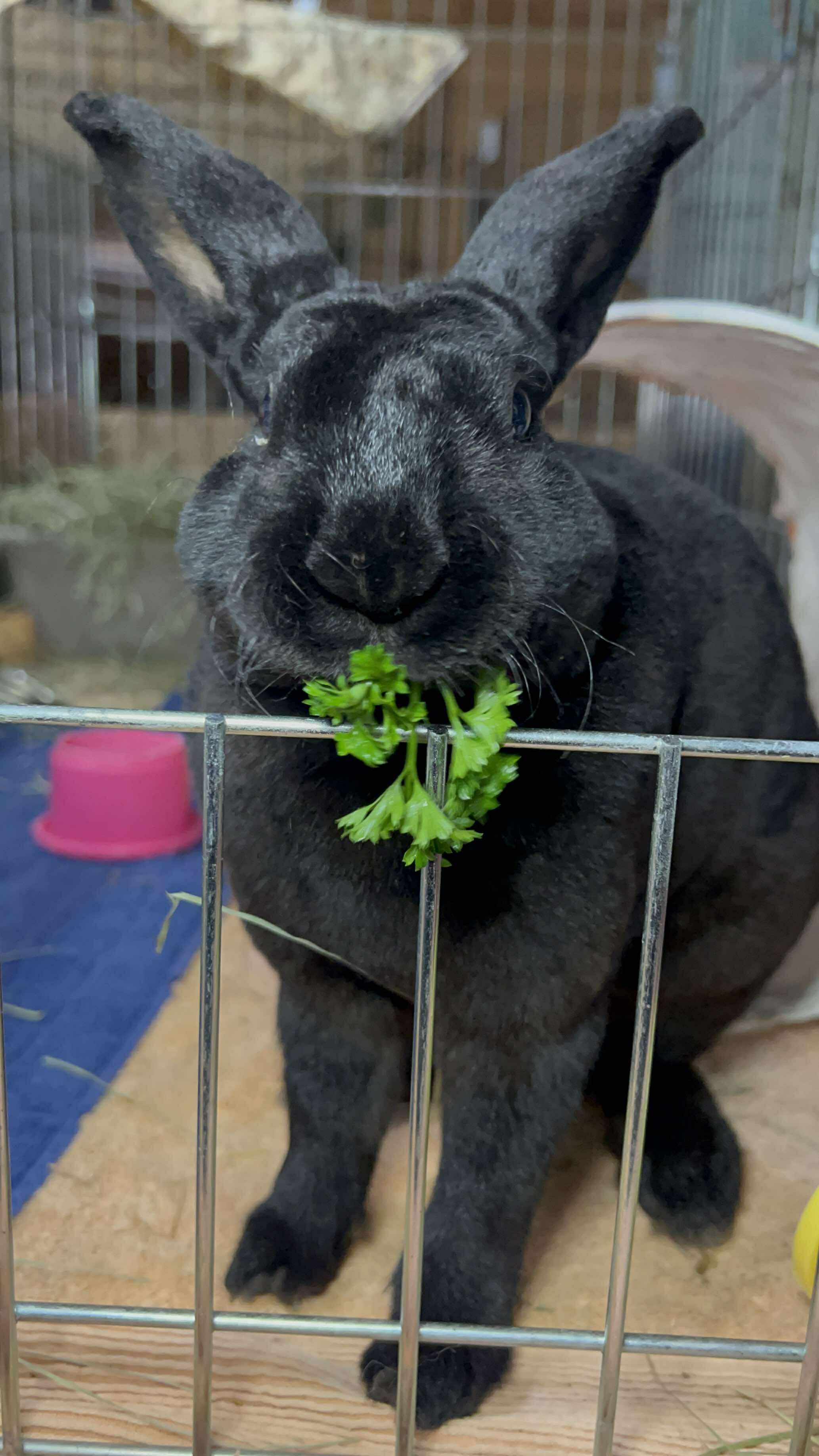 Marco, a Adoptable Mini Rex in Ferndale, WA image 2/4