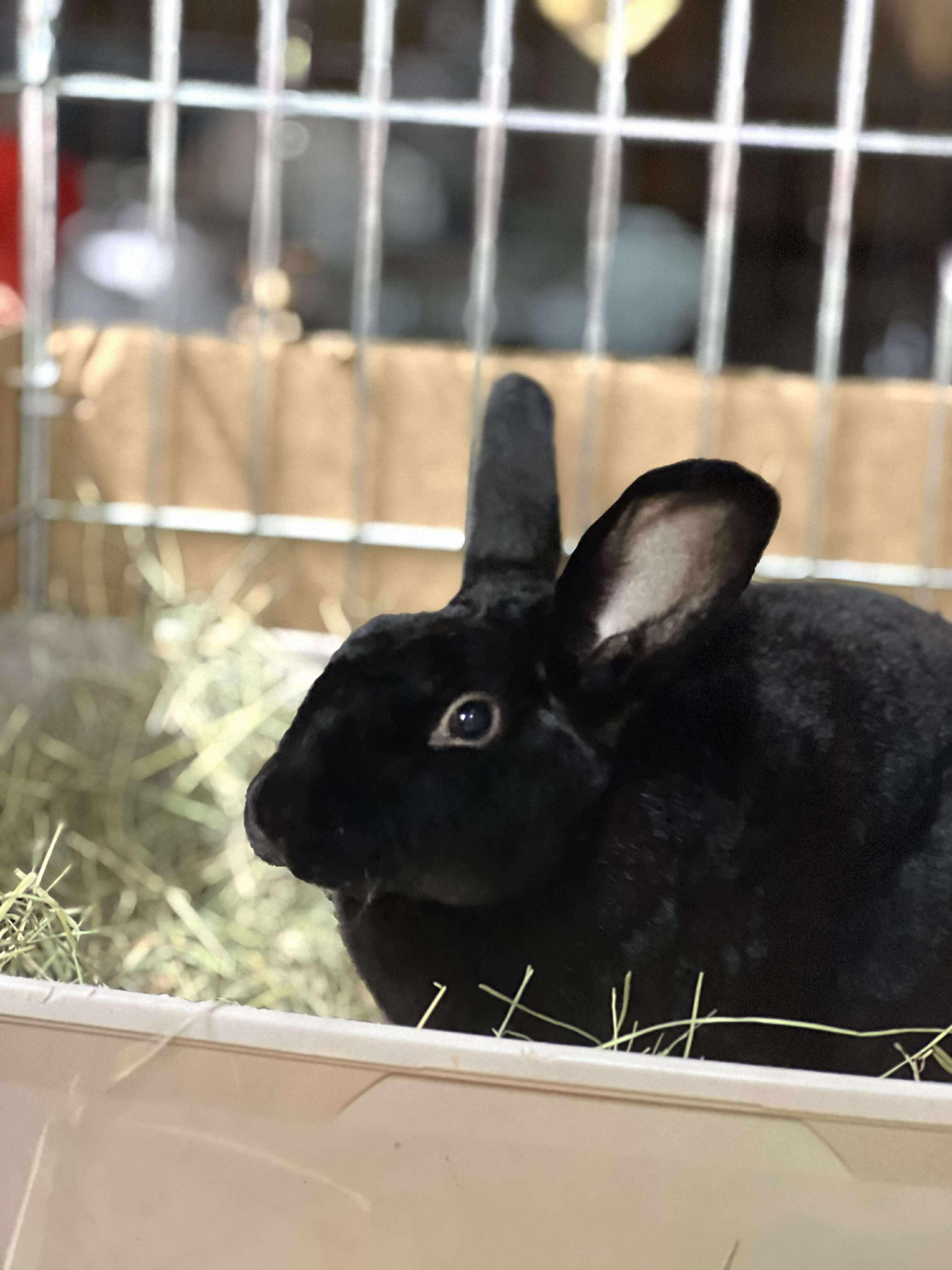 Marco, a Adoptable Mini Rex in Ferndale, WA image 3/4