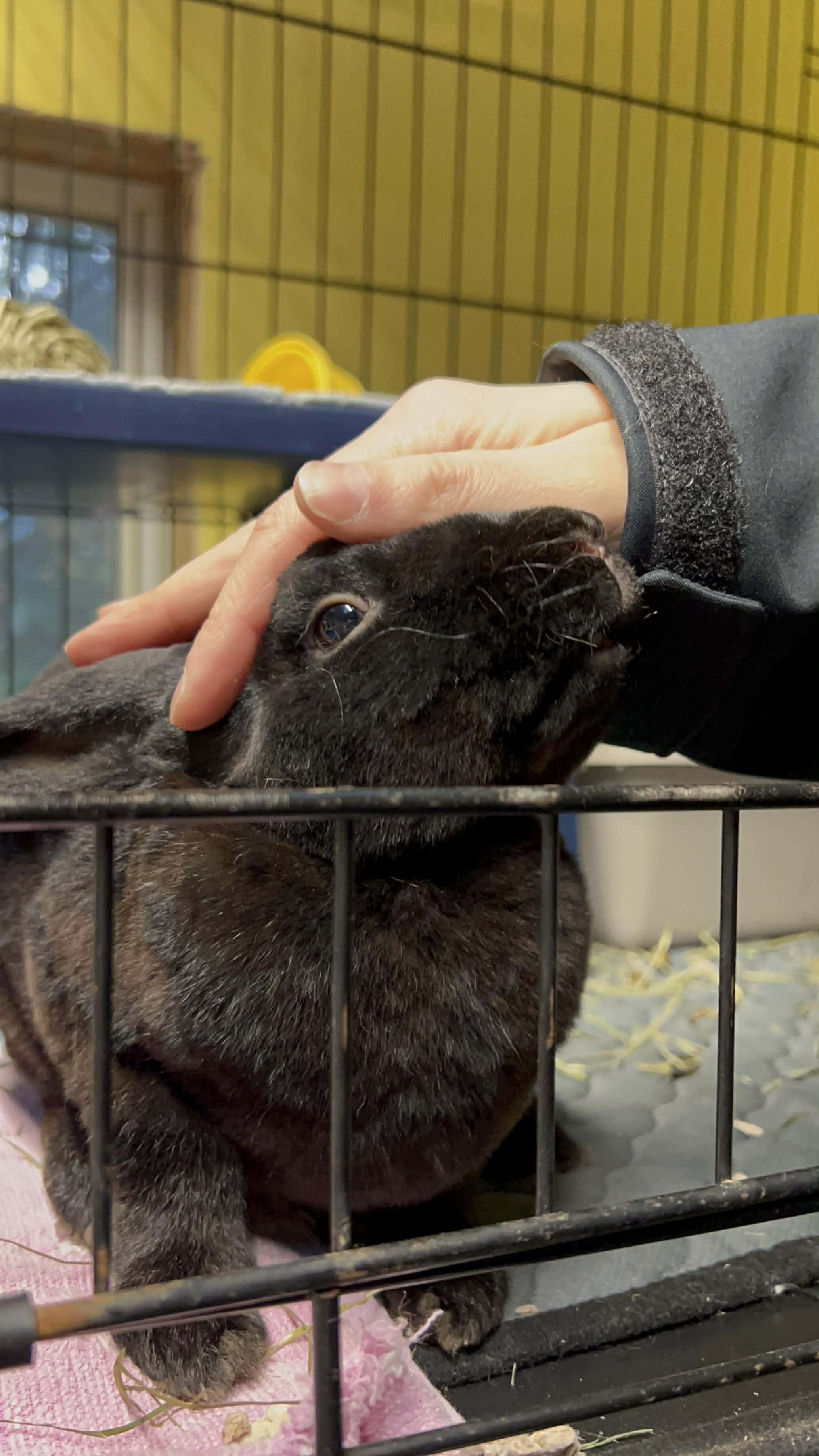 Marco, a Adoptable Mini Rex in Ferndale, WA image 4/4