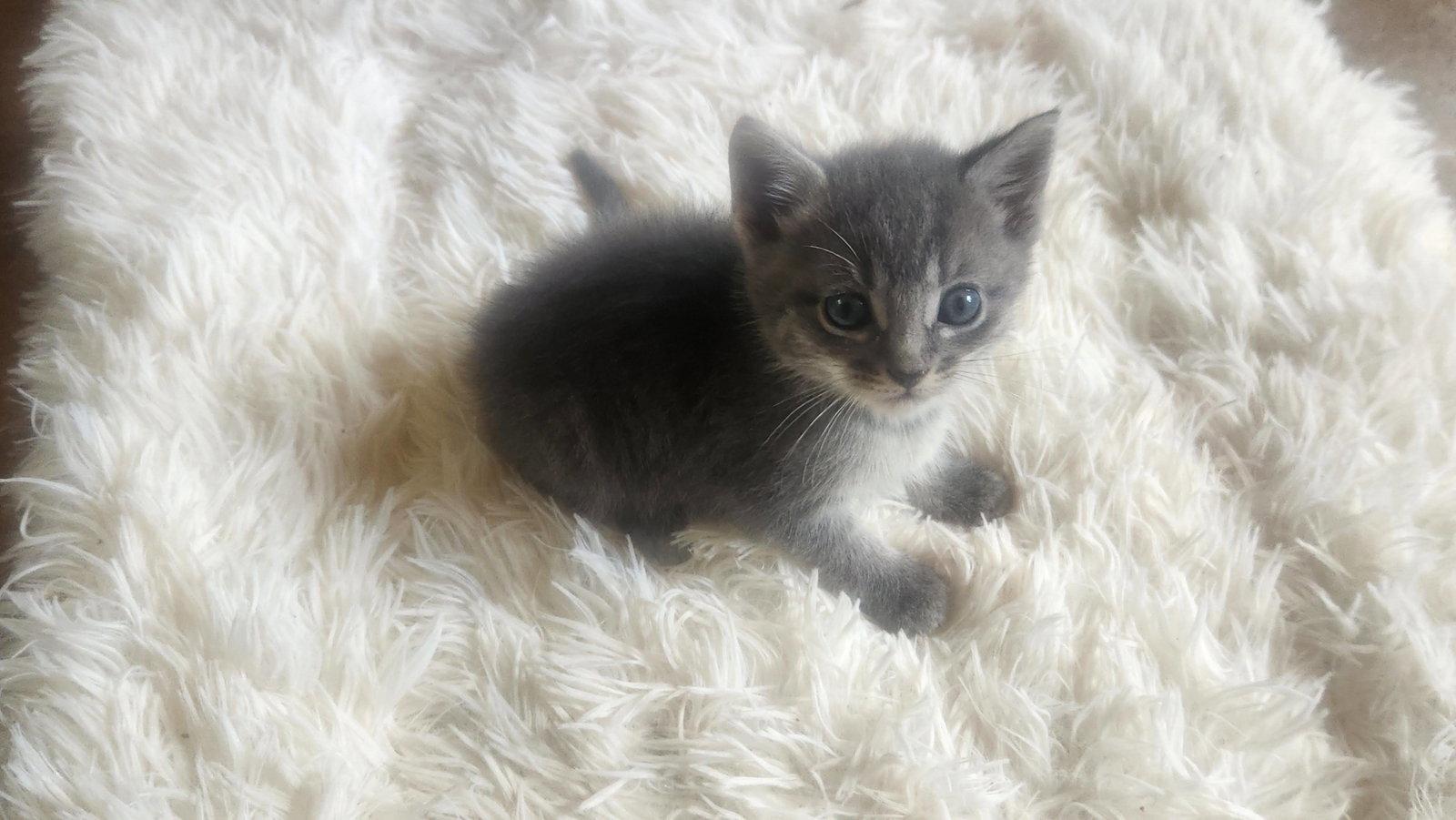 Enlarge Tater, a Adoptable American Shorthair in Roanoke, AL image 1/1