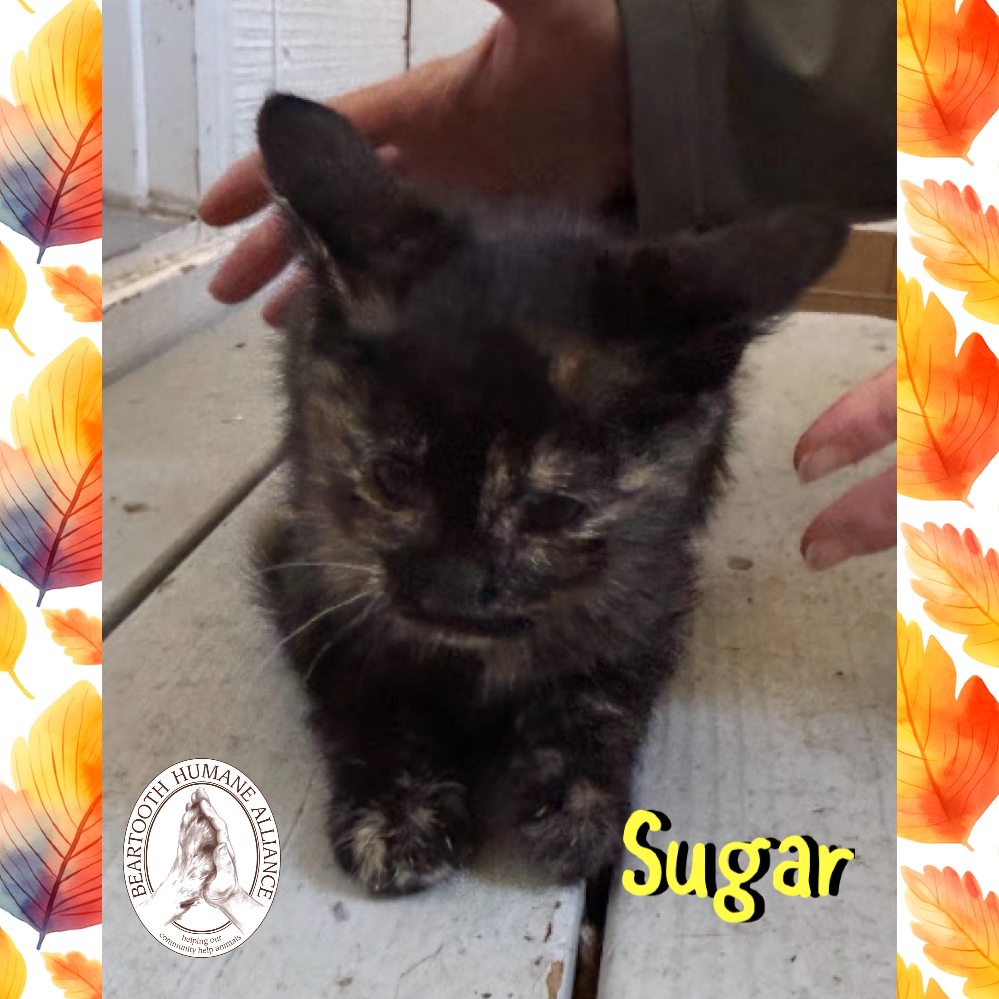 Sugar, Adoptable, Kitten Female Domestic Short Hair.