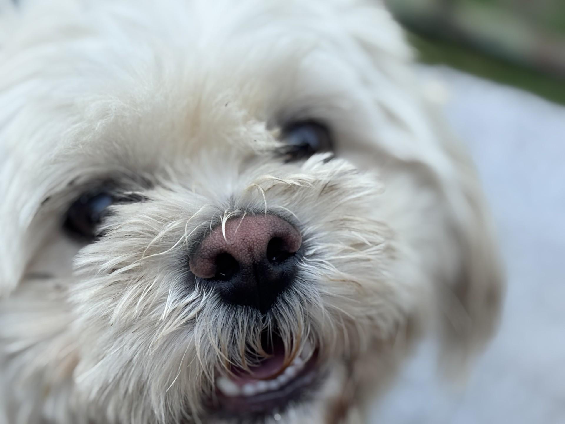 Coko, an adoptable Pekingese, Poodle in Bowie, MD, 20718 | Photo Image 2