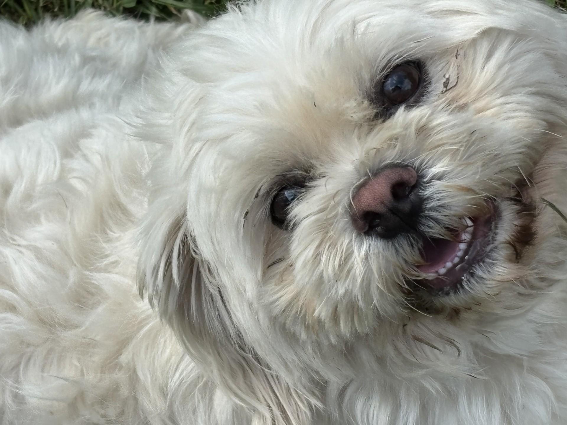 Coko, an adoptable Pekingese, Poodle in Bowie, MD, 20718 | Photo Image 3