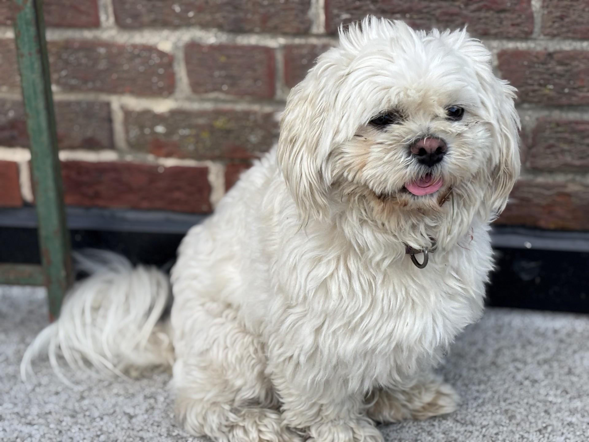 Coko, an adoptable Pekingese, Poodle in Bowie, MD, 20718 | Photo Image 1
