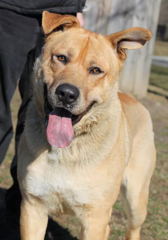Enlarge SUNDANCE, a ADOPTABLE mixed breed in Wyandotte, MI image 1/4