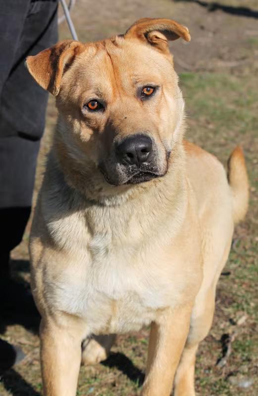 Enlarge SUNDANCE, a ADOPTABLE mixed breed in Wyandotte, MI image 4/4