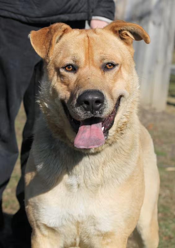 Enlarge SUNDANCE, a ADOPTABLE mixed breed in Wyandotte, MI image 3/4