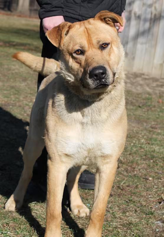 Enlarge SUNDANCE, a ADOPTABLE mixed breed in Wyandotte, MI image 2/4