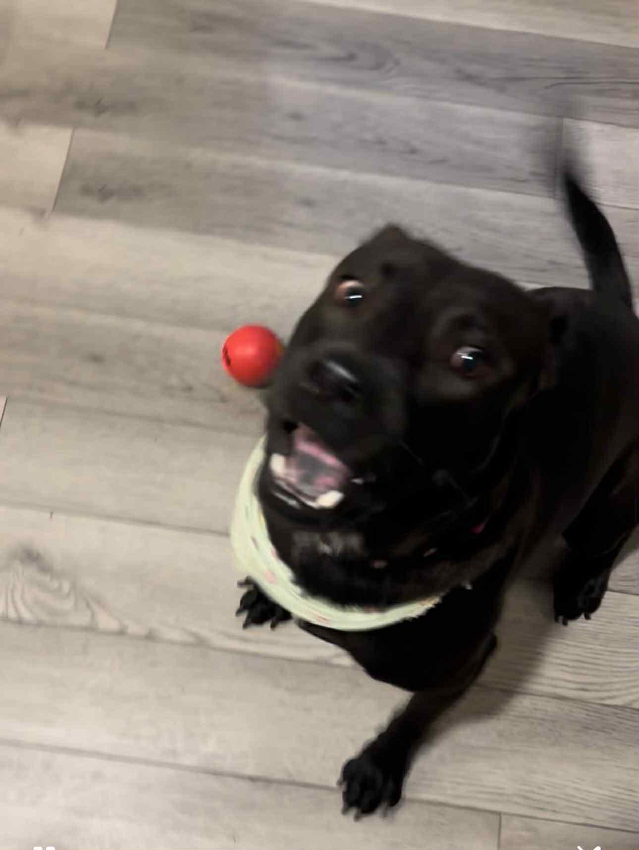 Valerie, a Adoptable mixed breed in COLUMBUS, OH image 5/5