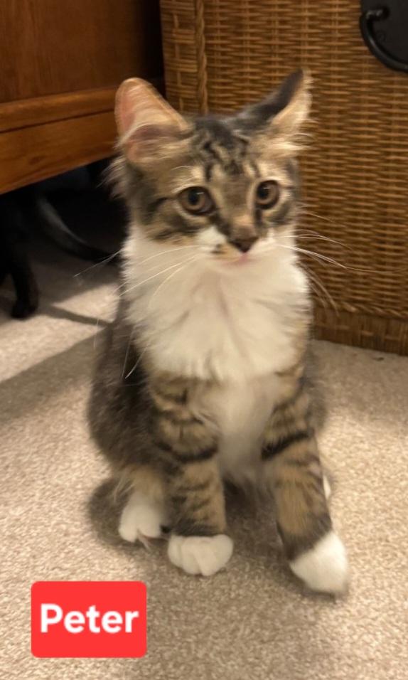Peter (siblings are Greg, Bobby, Alice, Marcia & Jan, Adoptable, Kitten Male Domestic Long Hair.