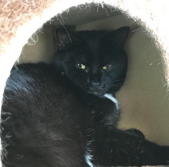 Penny, Adoptable, Senior Female Domestic Short Hair.