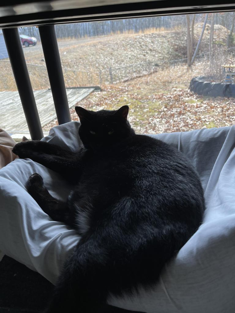 Penny, a Adoptable mixed breed in Jim Thorpe, PA image 2/6