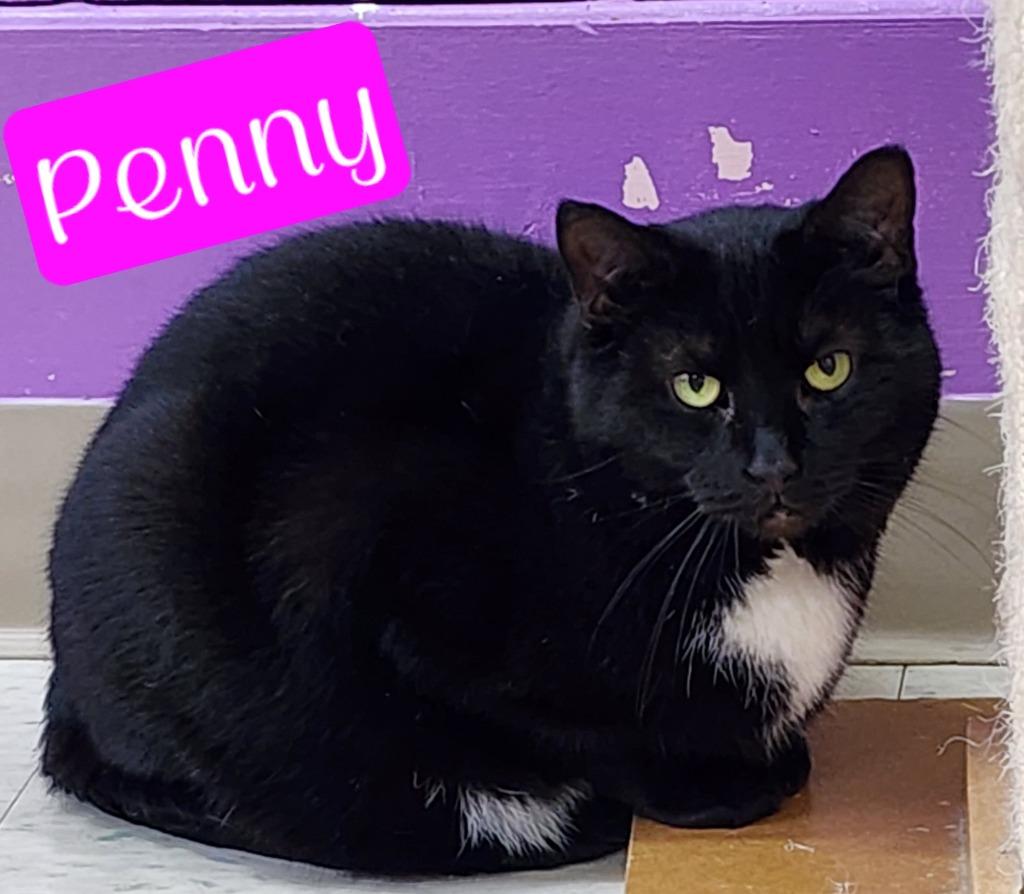 Penny, a Adoptable mixed breed in Jim Thorpe, PA image 3/6