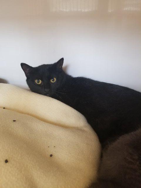 Penny, a Adoptable mixed breed in Jim Thorpe, PA image 4/6