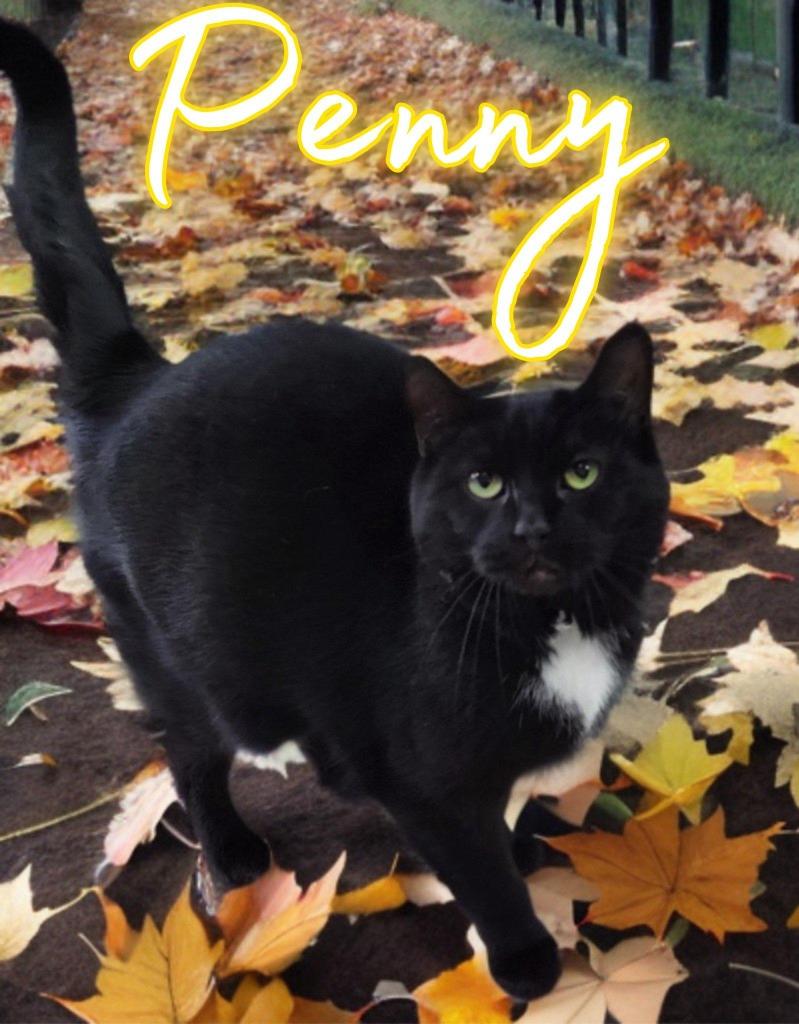 Penny, a Adoptable mixed breed in Jim Thorpe, PA image 5/6