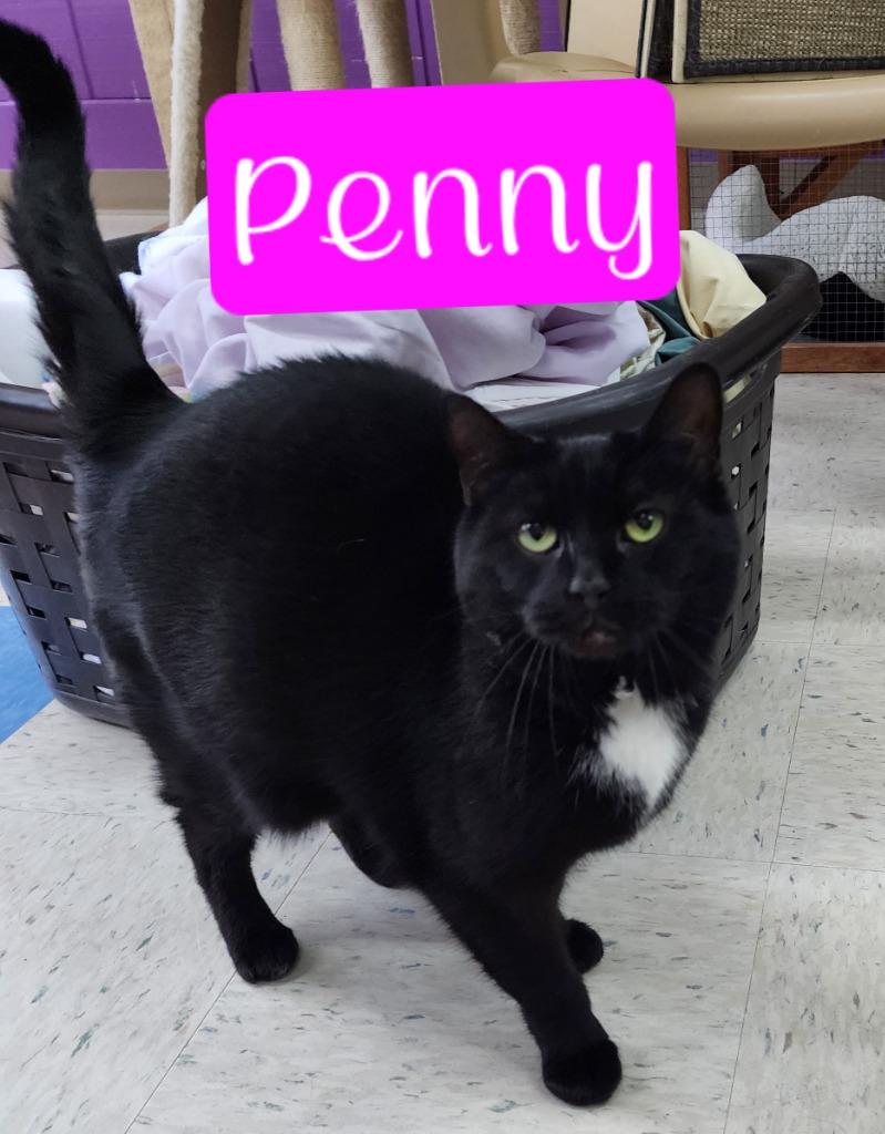 Penny, a Adoptable mixed breed in Jim Thorpe, PA image 6/6