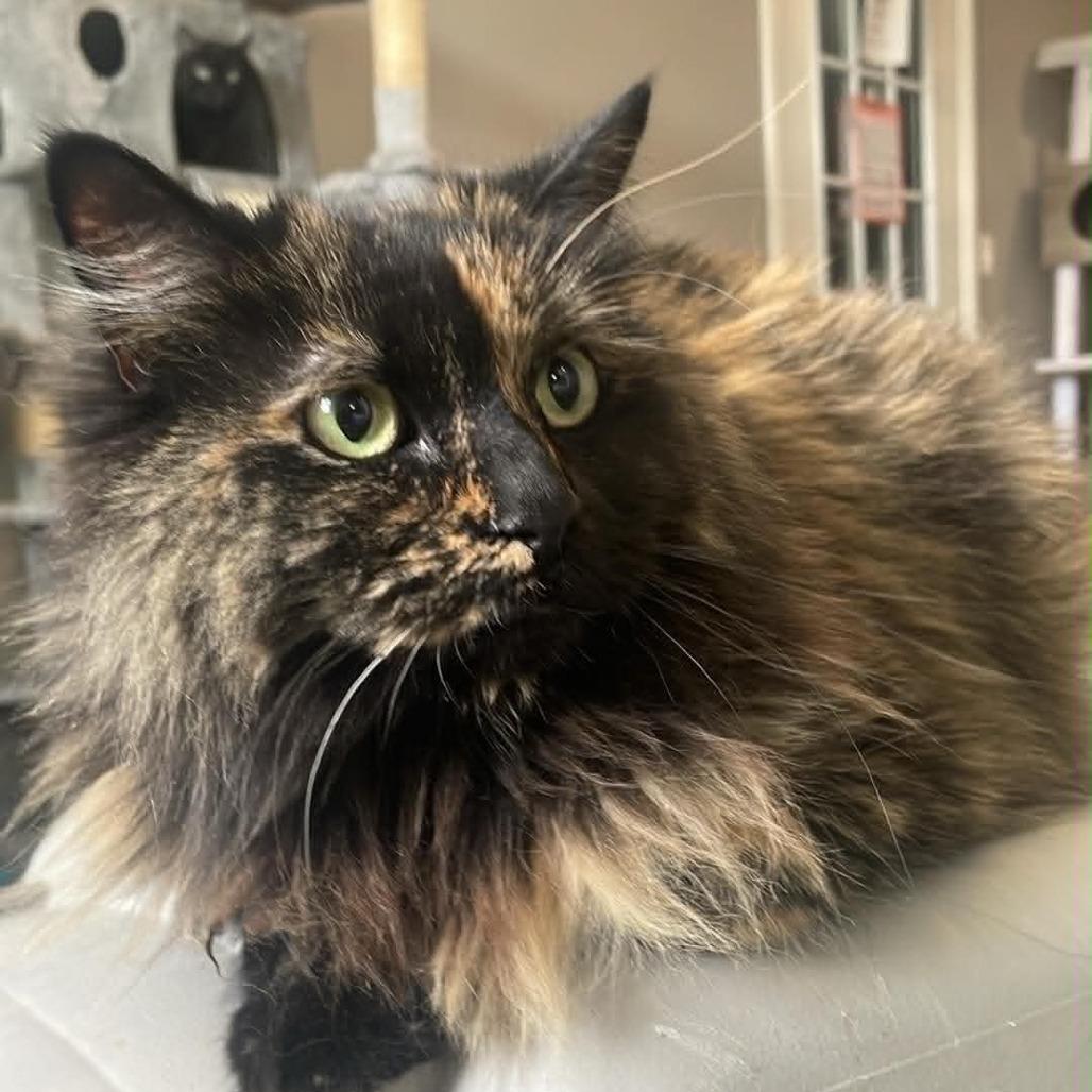 Black Betty, Adoptable, Adult Female Domestic Long Hair.