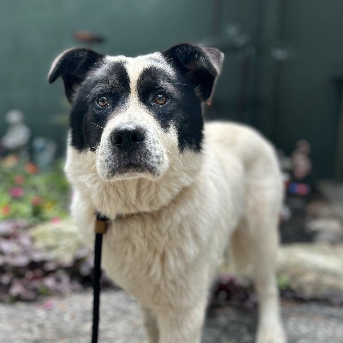 Enlarge Bailey, a ADOPTABLE mixed breed in Cedarburg, WI image 1/1