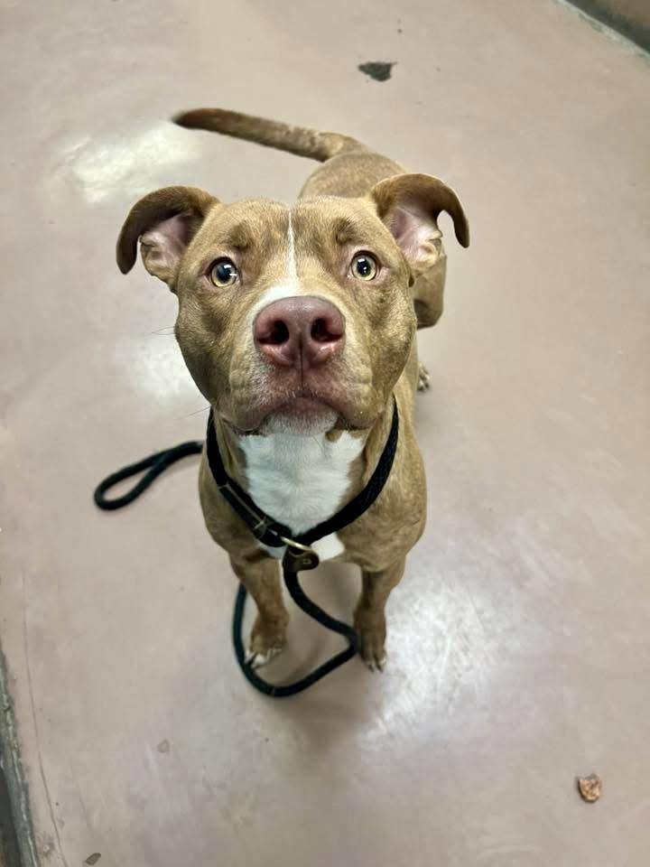 Crimson, ADOPTABLE, Adult Male Pit Bull Terrier.