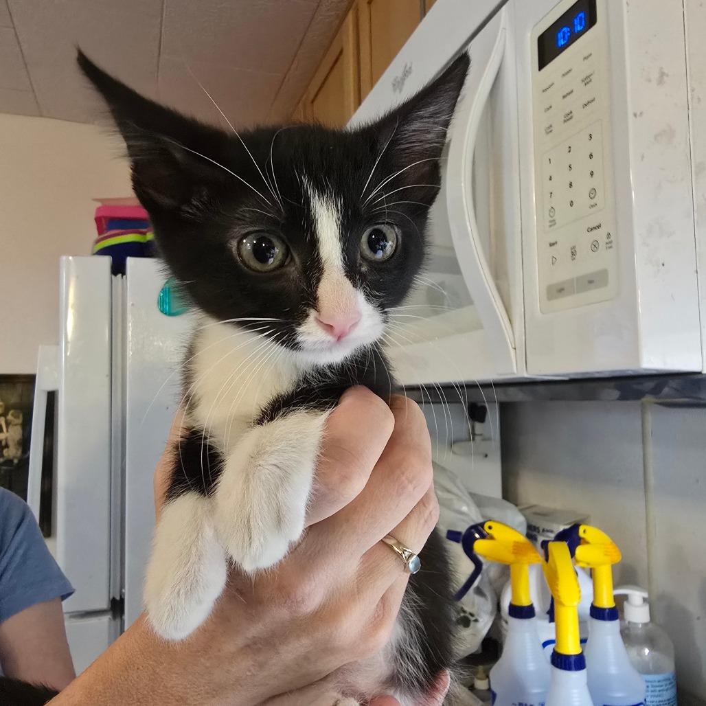 Enlarge Gracie, a Adoptable Domestic Short Hair in Bellingham, WA image 1/3