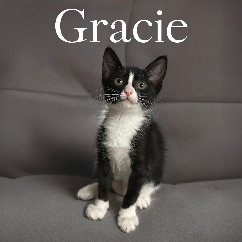 Enlarge Gracie, a Adoptable Domestic Short Hair in Bellingham, WA image 2/3