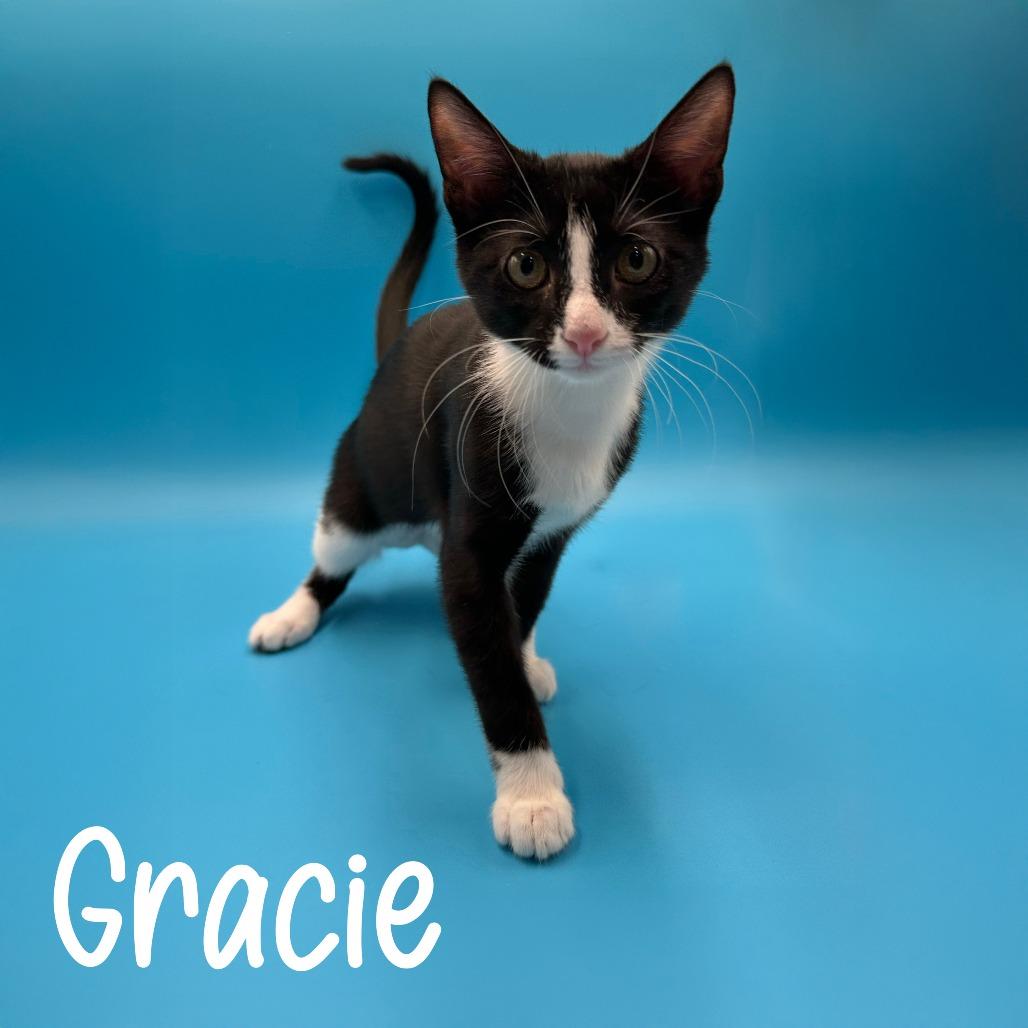 Enlarge Gracie, a Adoptable Domestic Short Hair in Bellingham, WA image 3/3