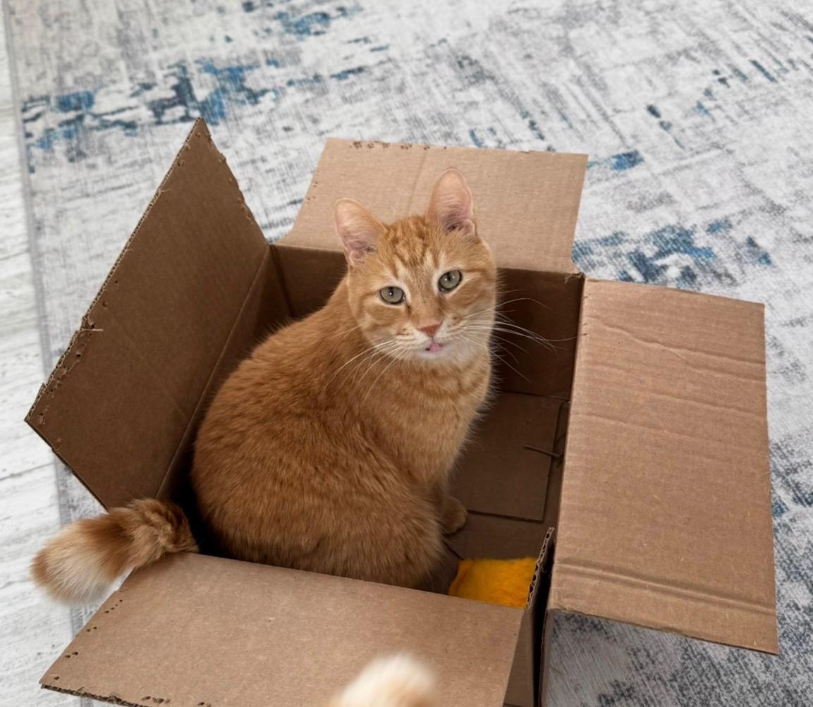 Rhys, a Adoptable Domestic Short Hair in Goshen, IN image 2/5