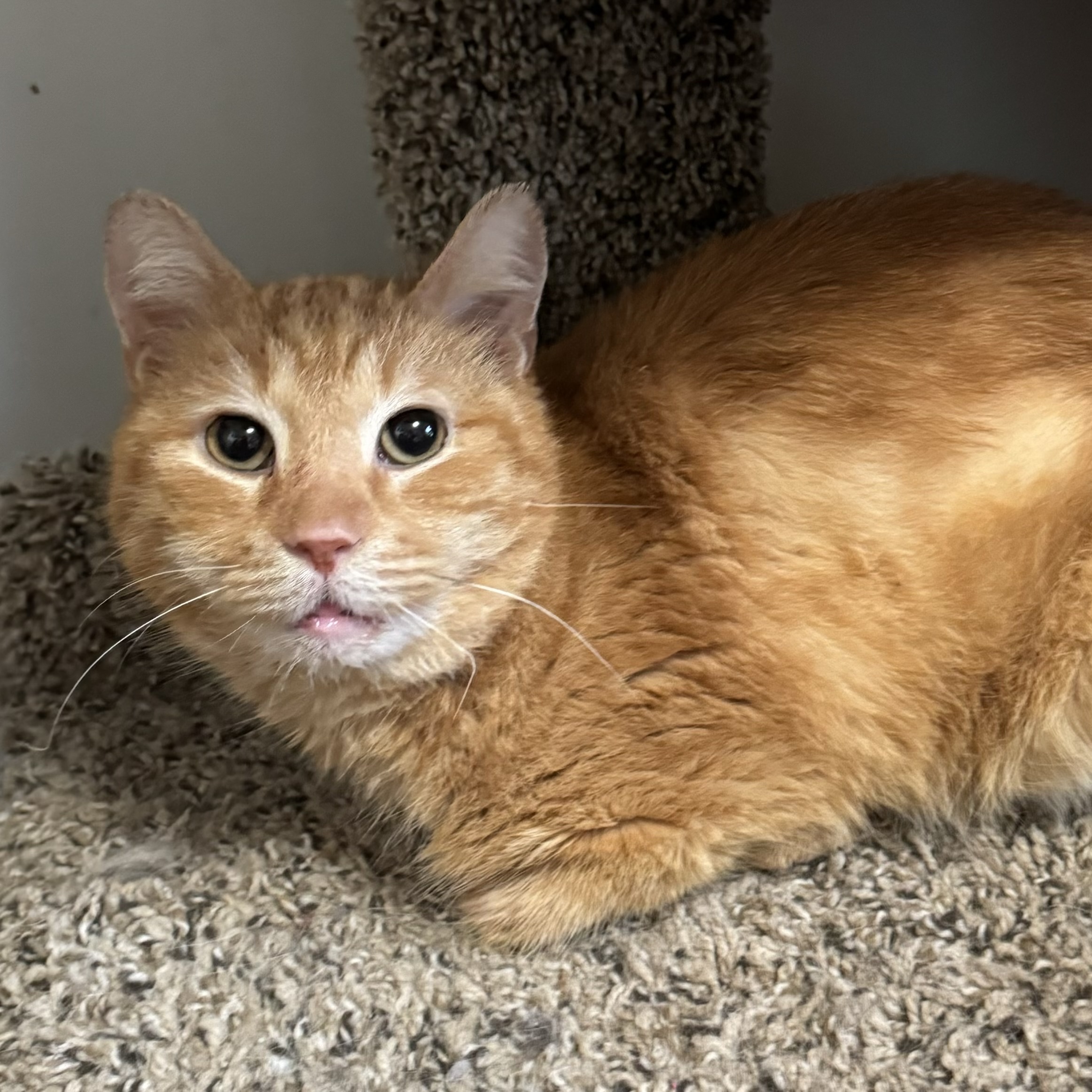 Rhys, a Adoptable Domestic Short Hair in Goshen, IN image 2/3