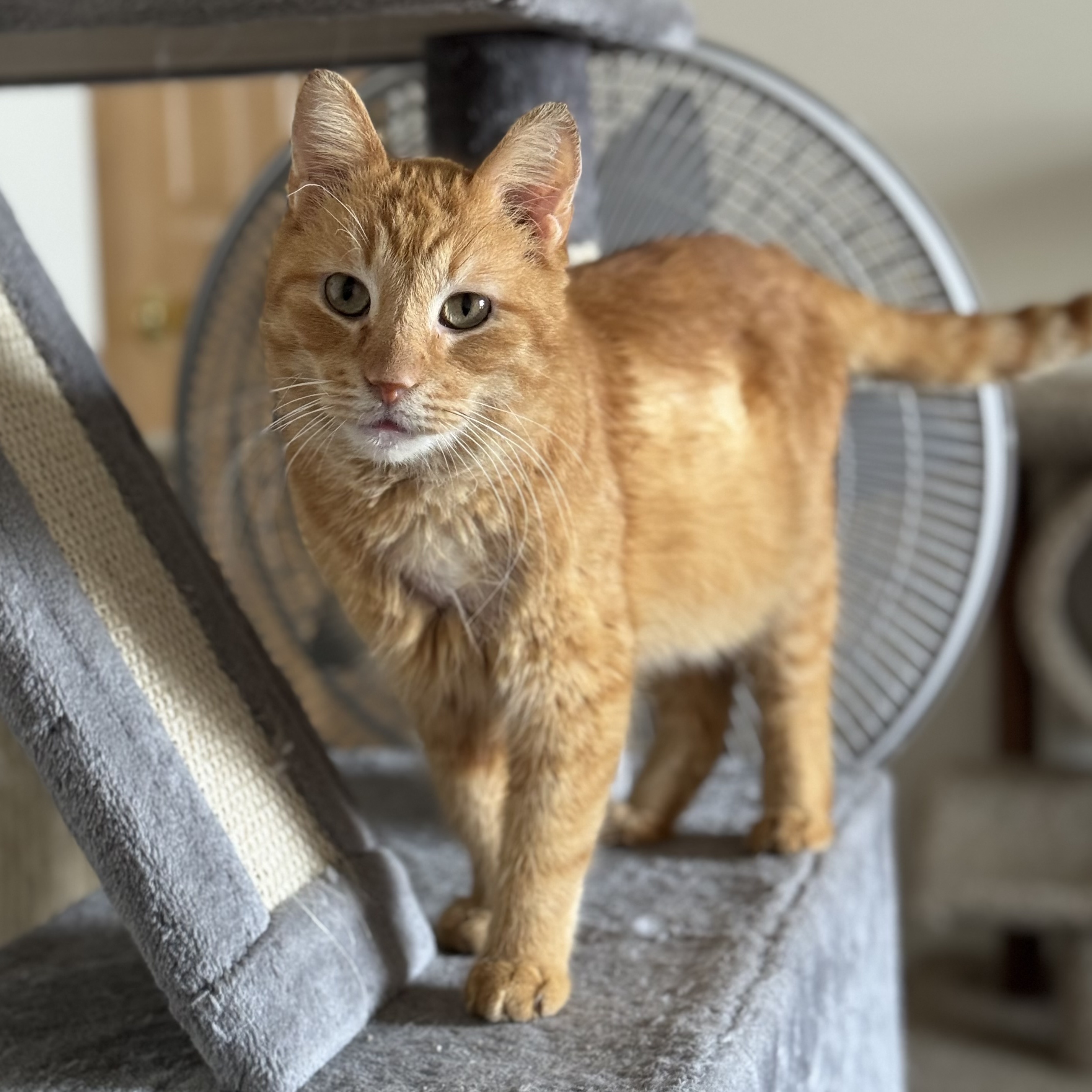 Rhys, a Adoptable Domestic Short Hair in Goshen, IN image 3/3