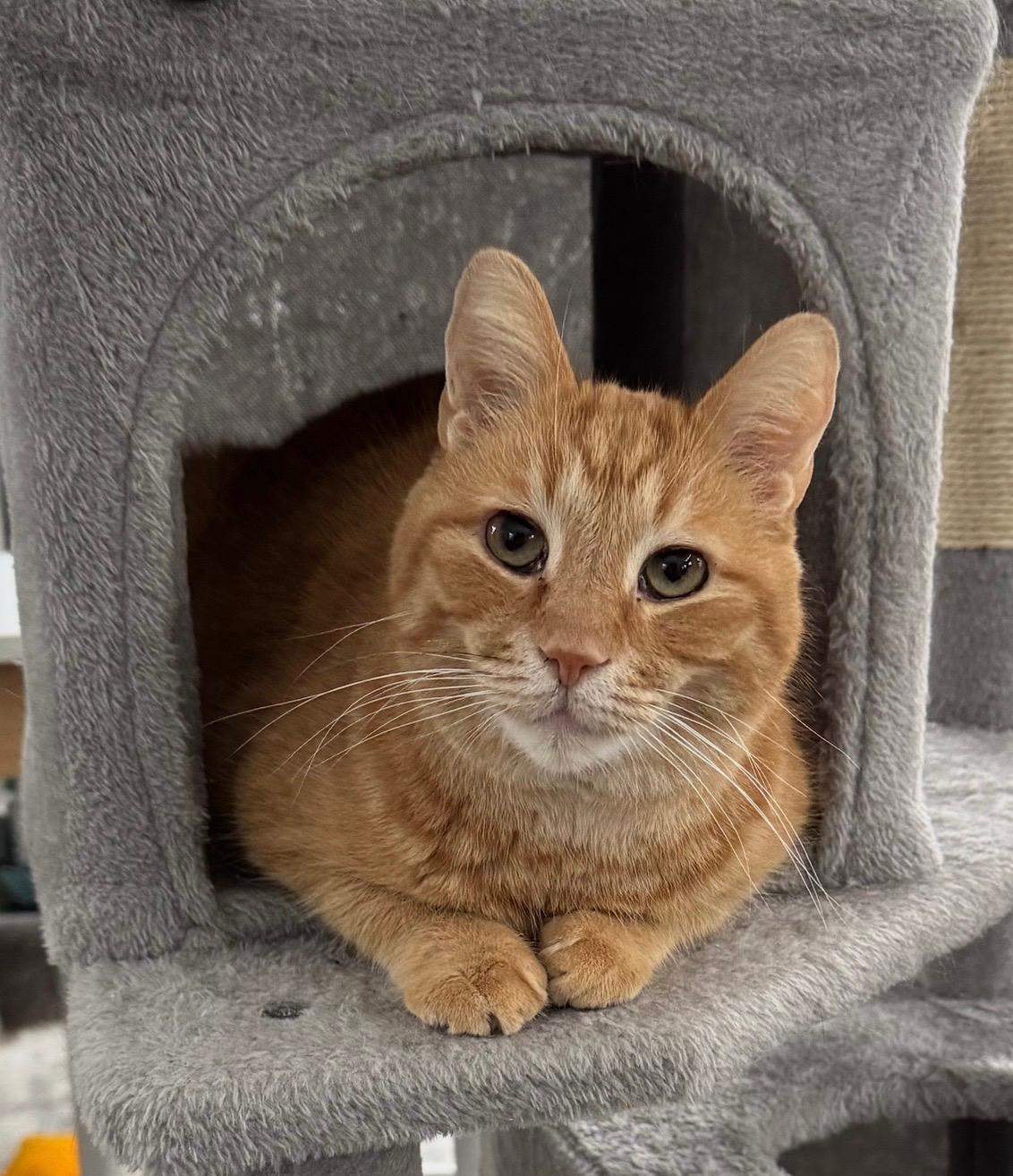 Rhys, a Adoptable Domestic Short Hair in Goshen, IN image 1/5