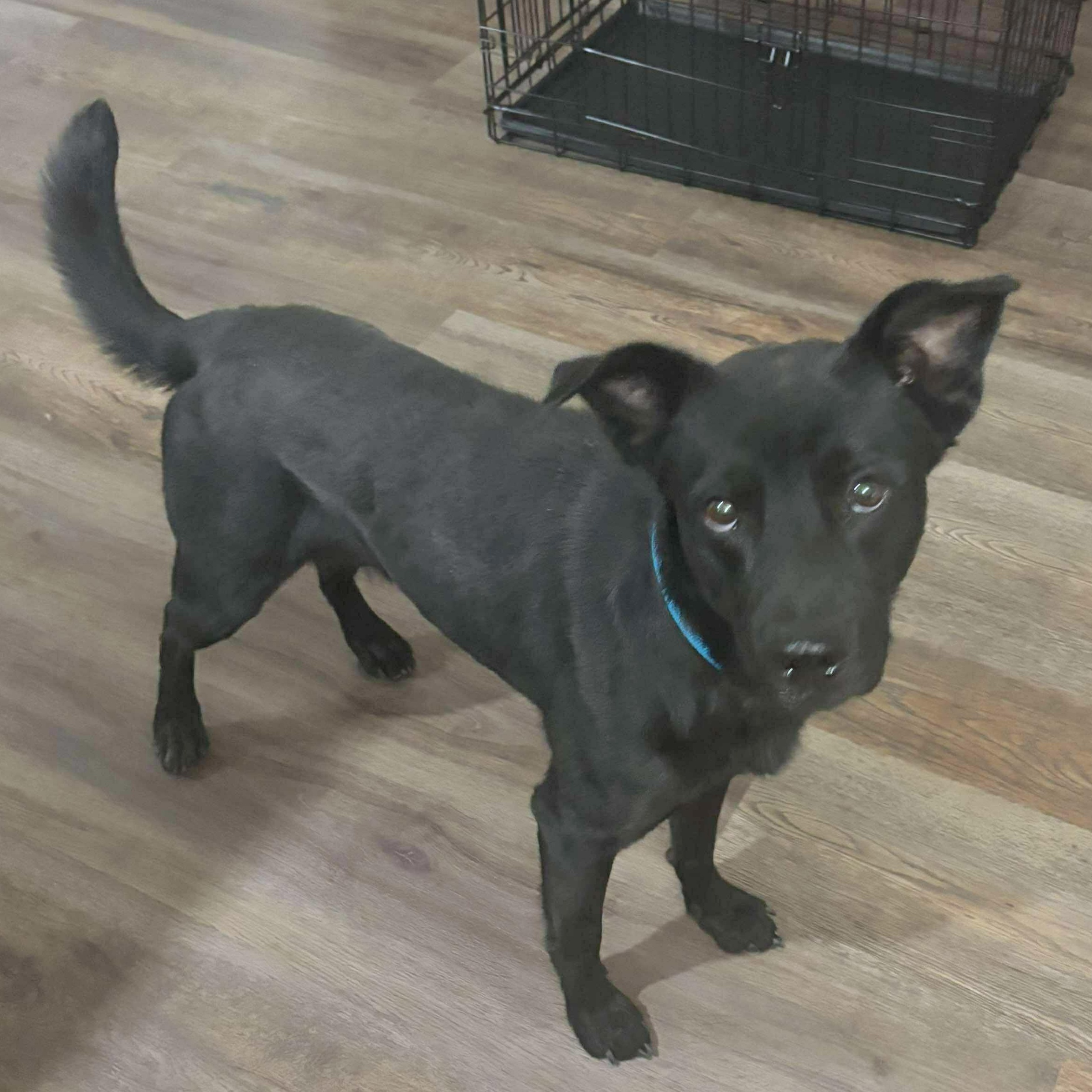 Enlarge Luke, a Adoptable mixed breed in Darien, CT image 3/6