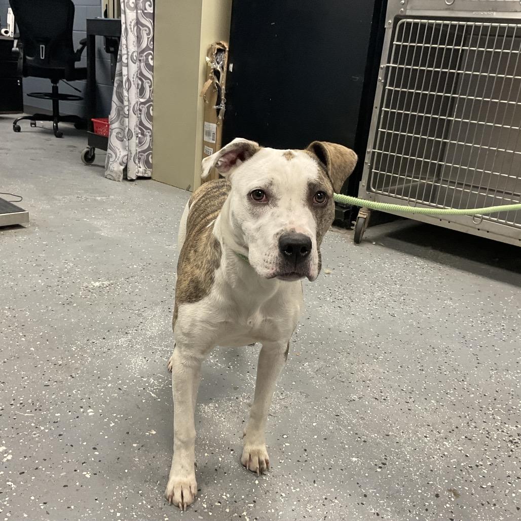 Tansy, Adoptable, Young Female Pit Bull Terrier & Mixed Breed.