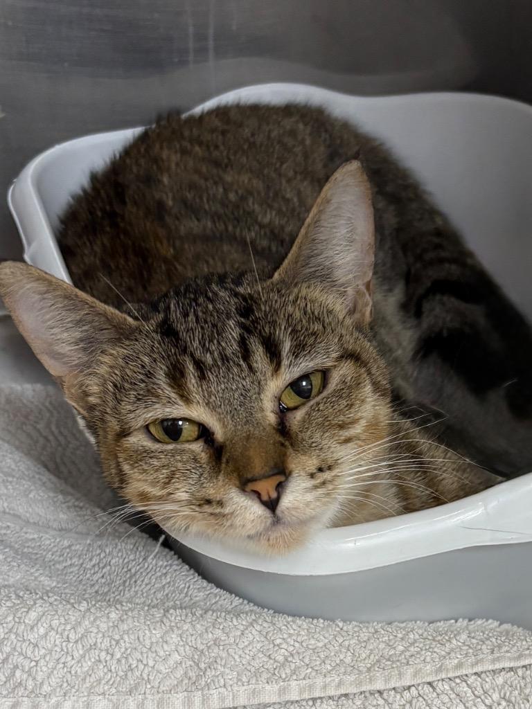 Diva, Adoptable, Adult Female Domestic Short Hair.