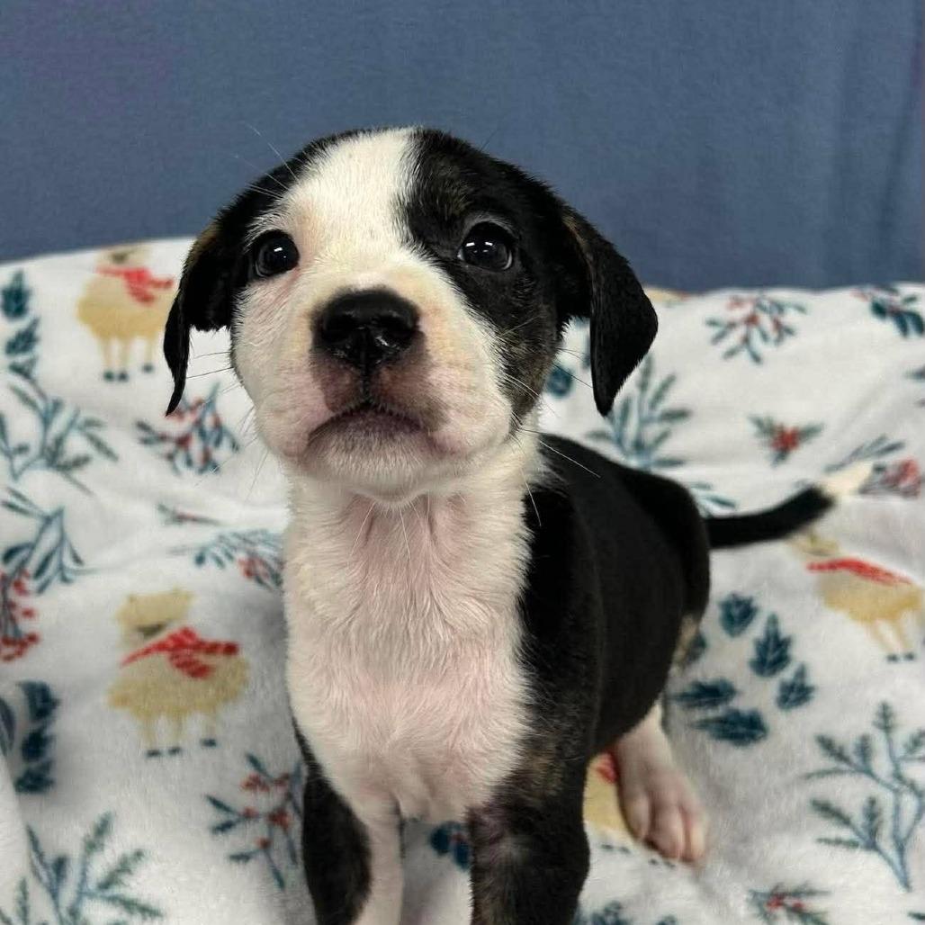 Enlarge Rosita, an adopted mixed breed in Medford, NY image 2/2