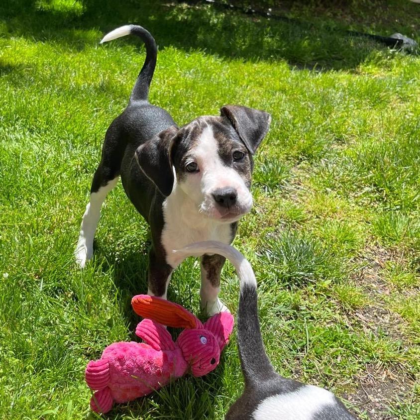 Rosita, adopted, Young Female Boxer.