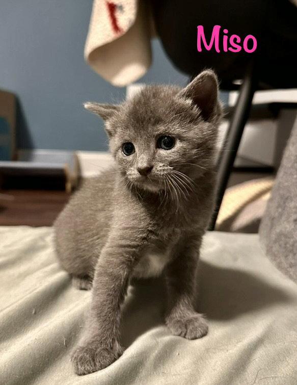 Miso, Adopted, Kitten Female Russian Blue & Domestic Short Hair.