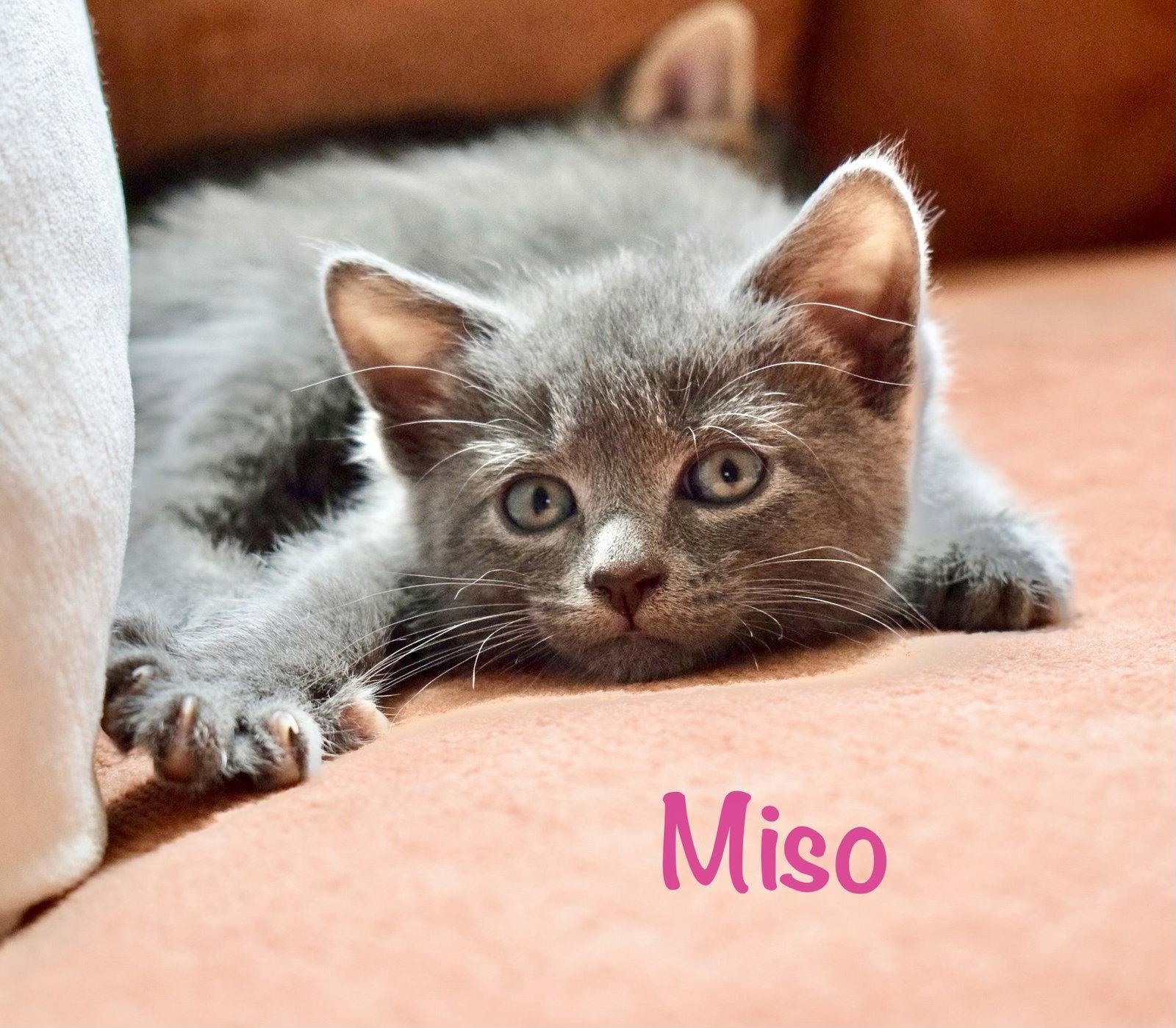 Miso, a Adopted mixed breed in Reston, VA image 3/3